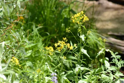 DSC_3182 (Large).JPG